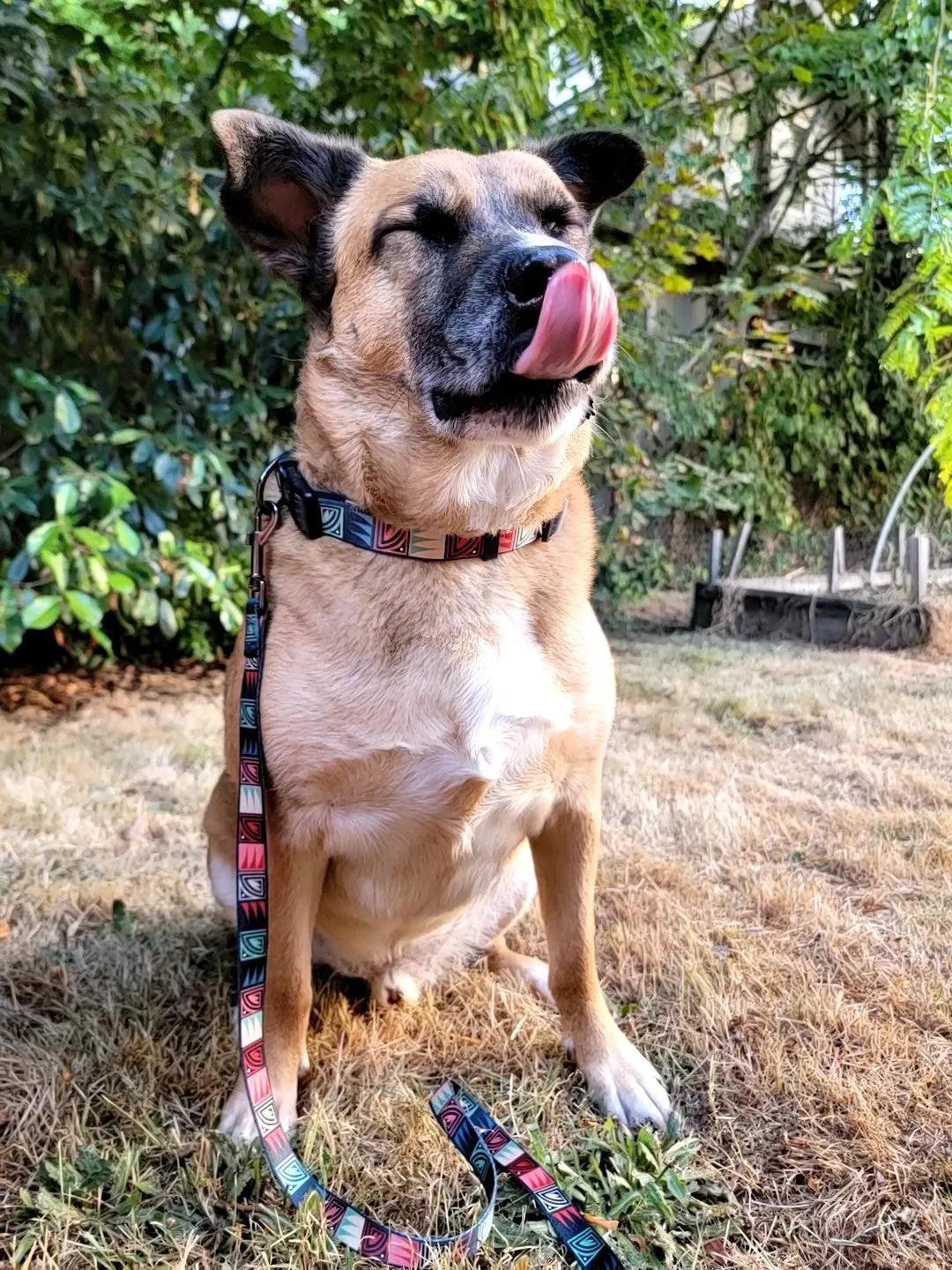 Desert Night Dog Collar